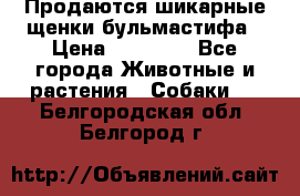 Продаются шикарные щенки бульмастифа › Цена ­ 45 000 - Все города Животные и растения » Собаки   . Белгородская обл.,Белгород г.